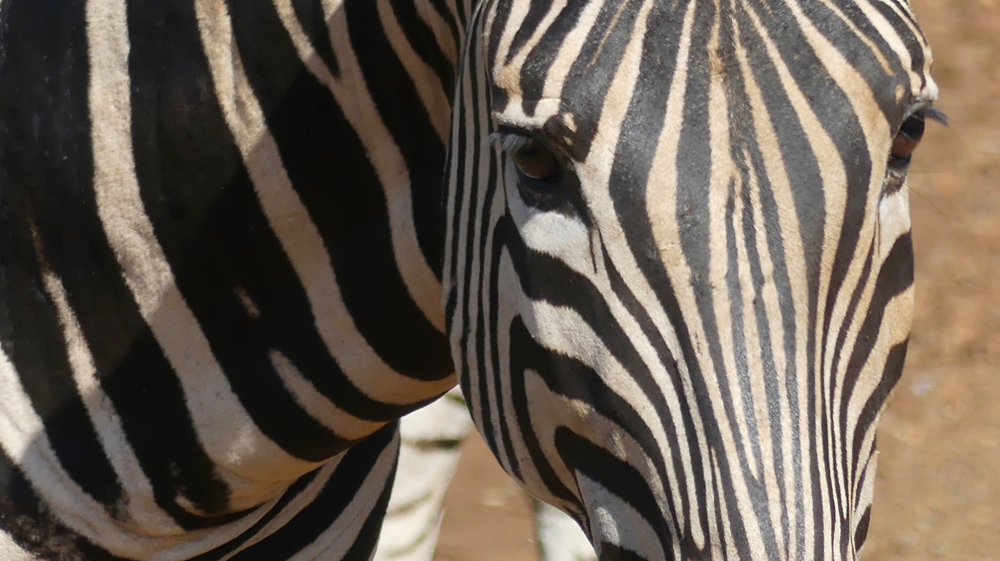 Thanda Privite Wildlife Preserve
